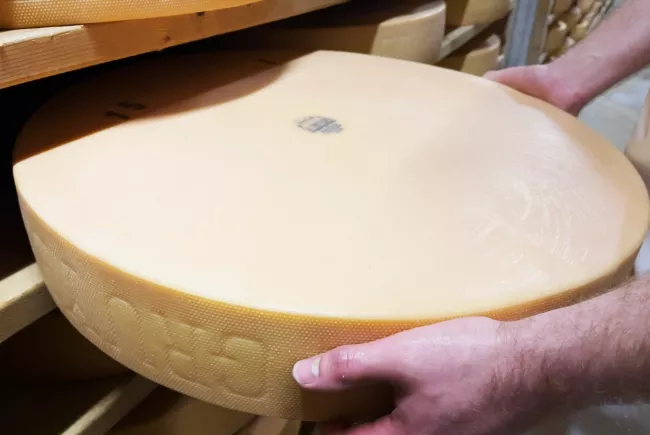 Retrait d'une meule de fromage Gruyère fribourgois AOP de son étagère en cave
